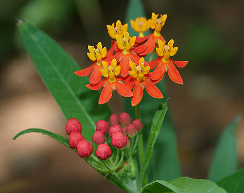 Asclepias curassavica